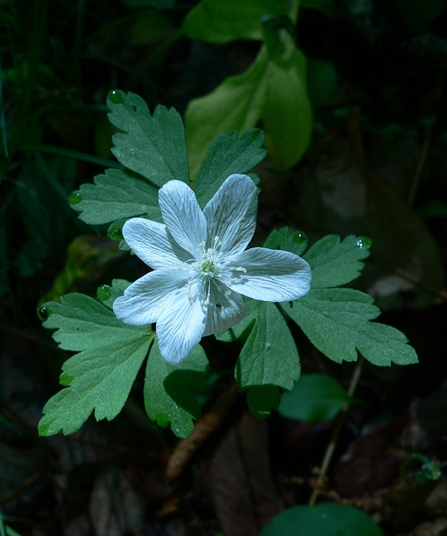 {Anemone quinquefolia}
